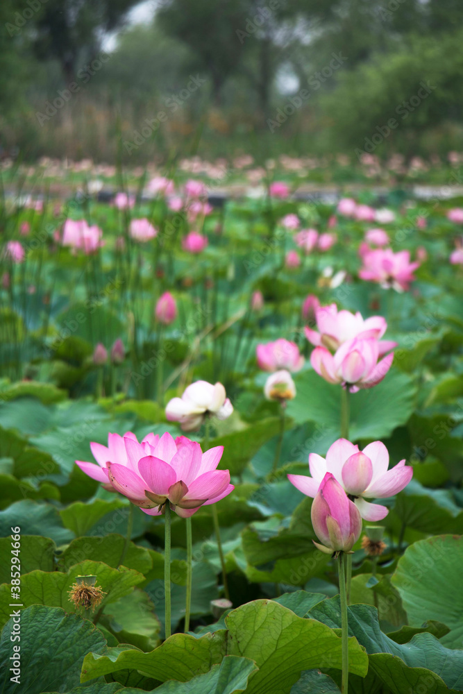 beautiful water lily and lotus
