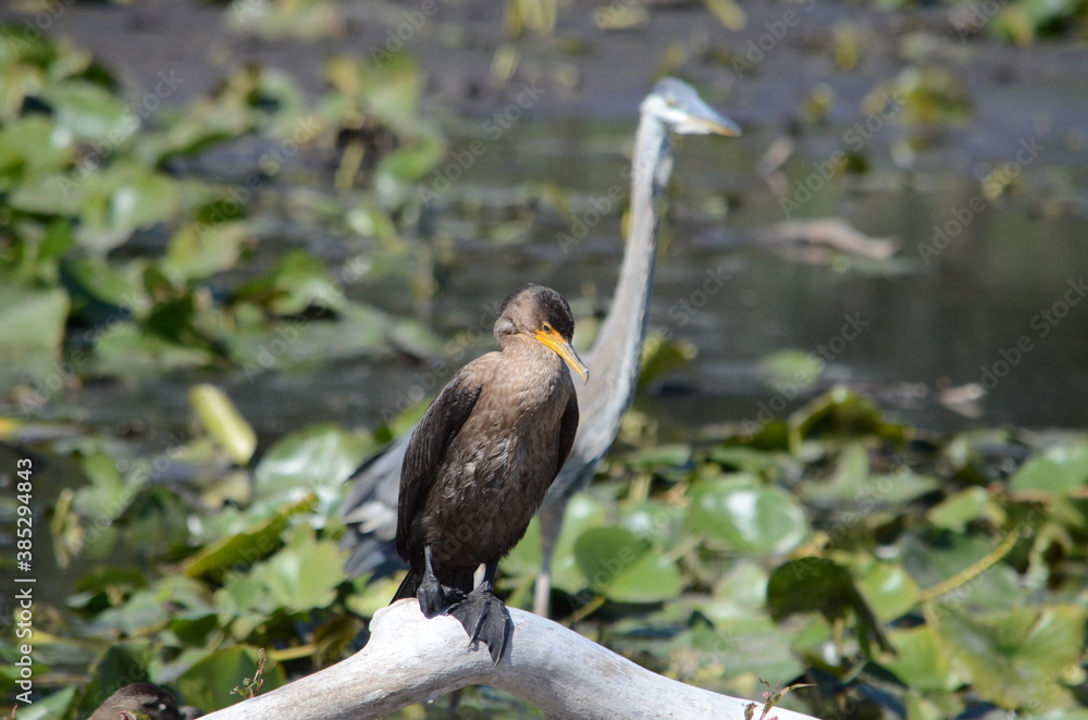 Fototapeta premium Double Crested Cormorant resting on shoreline in Ontario, Canada