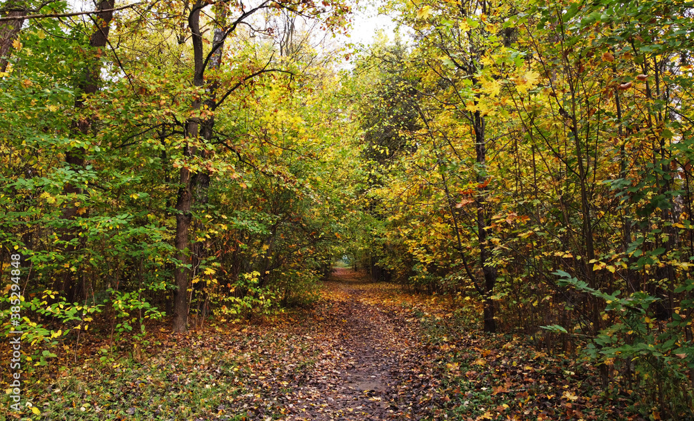 Trail without people in a city park in rainy autumn