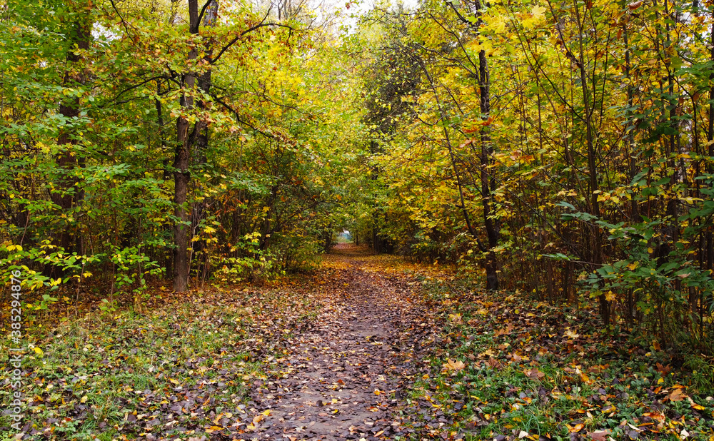 Trail without people in a city park in rainy autumn