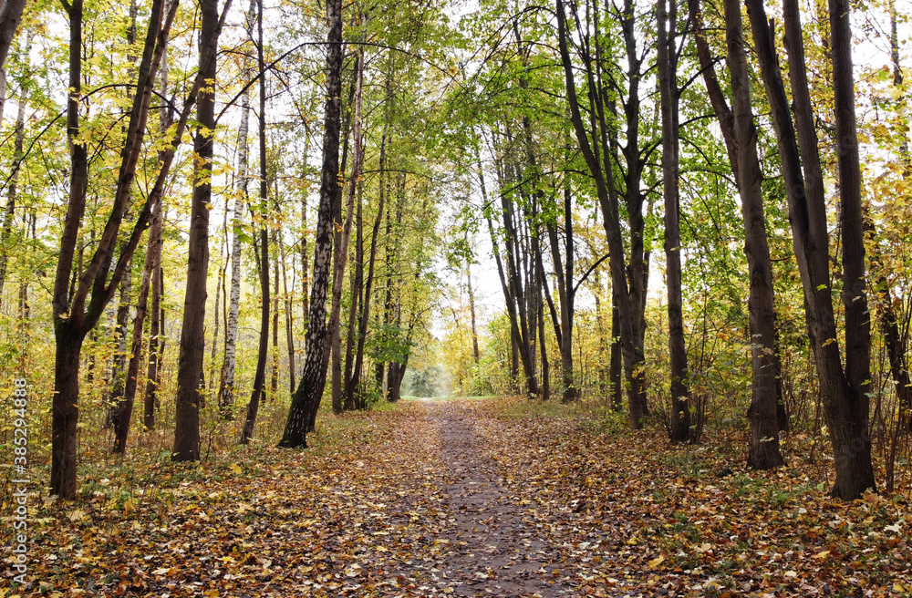 Obraz premium Trail without people in a city park in rainy autumn