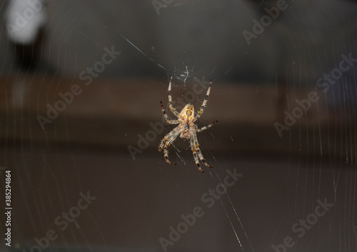 Large striped spider on a web.