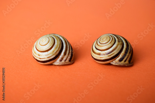 Two striped snails on an orange background.