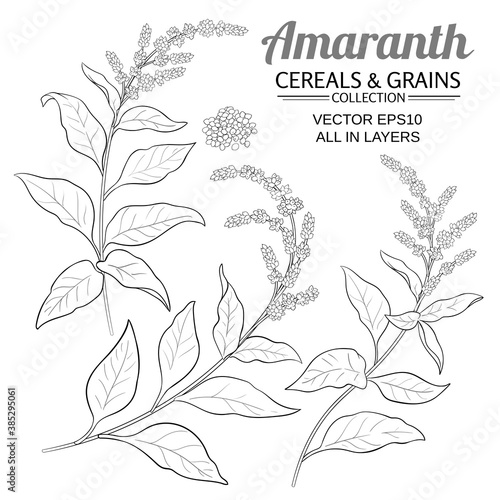 amaranth vector set photo