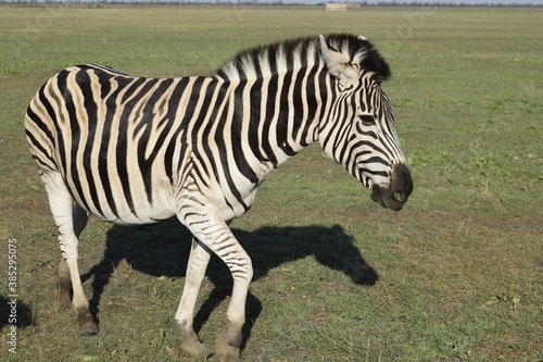 One zebra near tourist transport in the Askania Nova nature reserve.