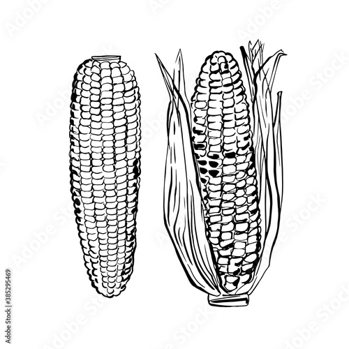 Corn Vegetables. Ink sketch of food by line on white background.
