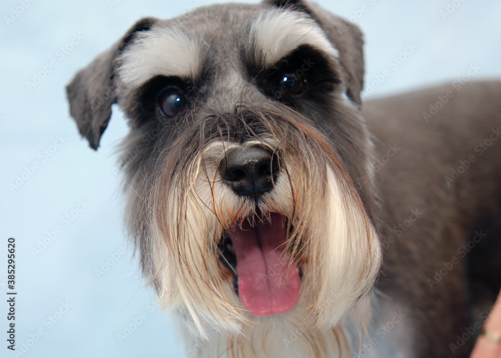 black and white schnauzer dog looking at camera. The dog has a haircut according to the breed standard