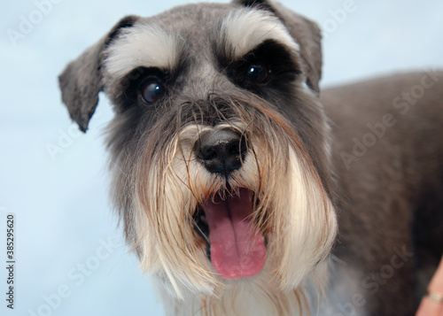 black and white schnauzer dog looking at camera. The dog has a haircut according to the breed standard