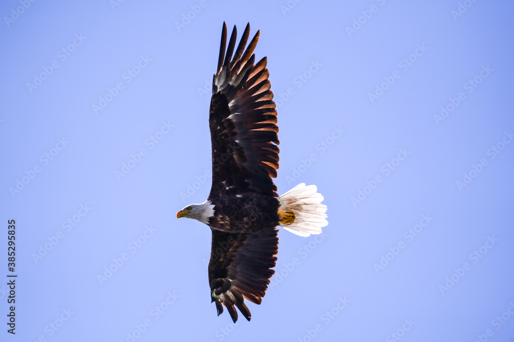 Obraz premium american bald eagle