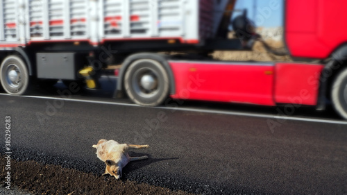 The fox who died as a result of a car crash, the fox who died on the highway,