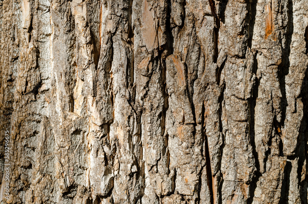 bark of tree texture bark of tree texture
