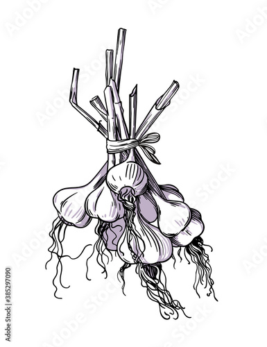 Drawing of a bunch of garlic on a white background. Vector illustration.
