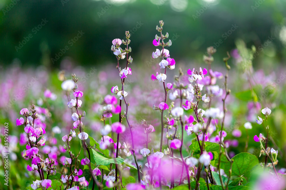 Fototapeta premium Purple color hyacinth bean vegetable flowering in the garden.