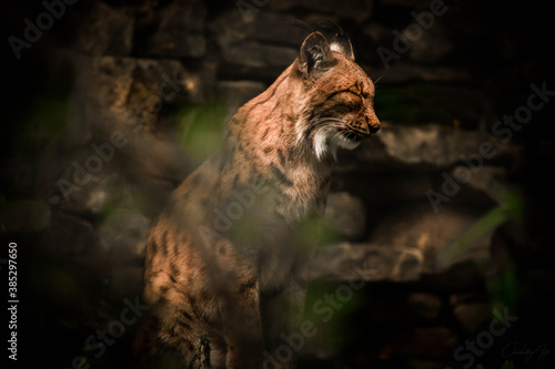 lynx on the rock