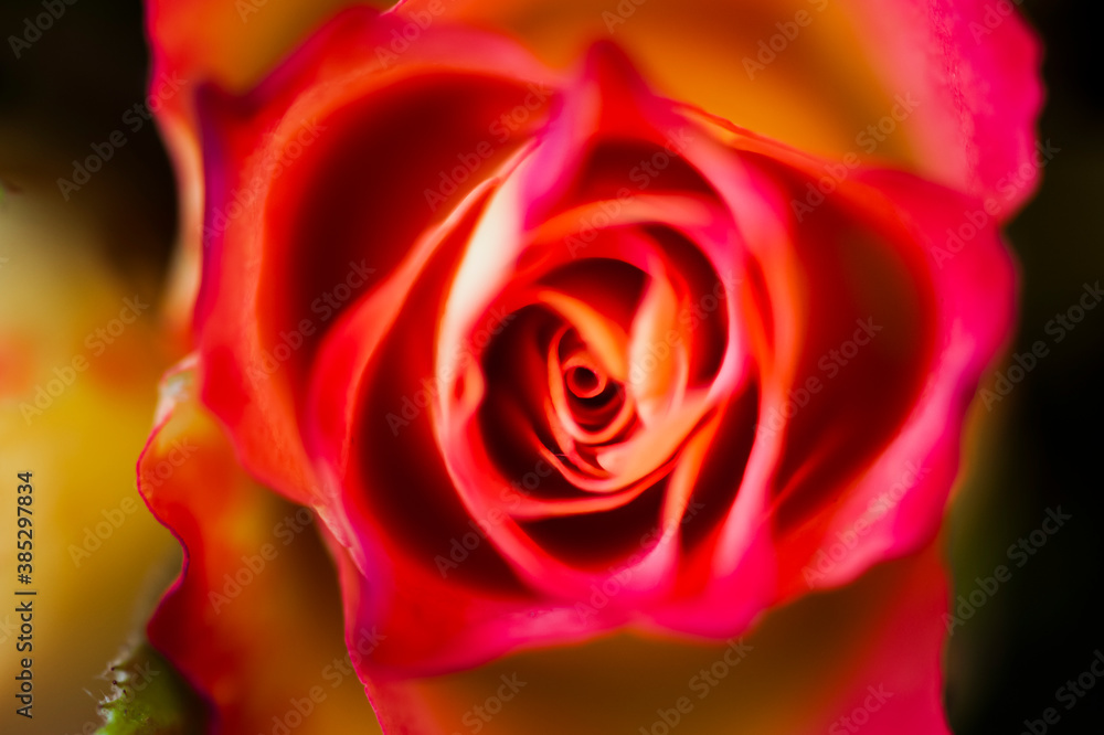 Close up sur une rose - Arrière plan floral romantique Close up sur une rose - Arrière plan floral romantique