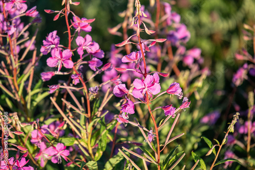 beautiful, natural, pink wild flowers of cypress and plants in nature in summer