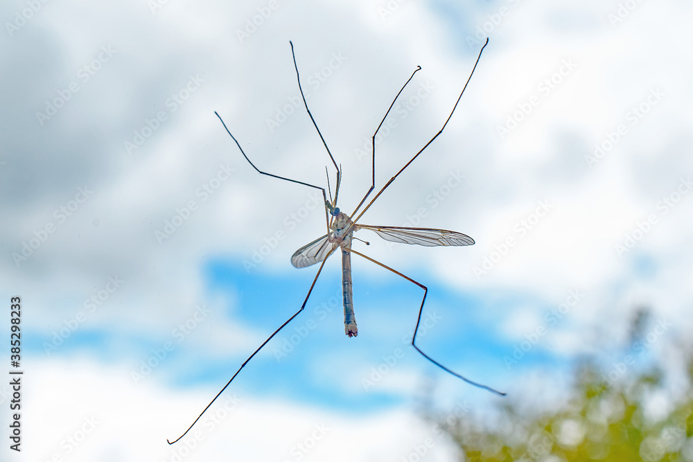 A macro image of a translucent dragonfly on a window A macro image of a translucent dragonfly on a window