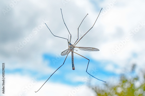 A macro image of a translucent dragonfly on a window