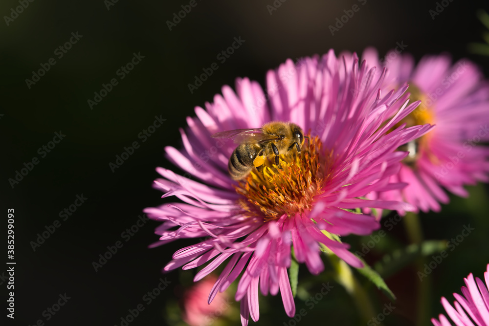 Biene auf rosa blühender Aster im Herbst Biene auf rosa blühender Aster im Herbst