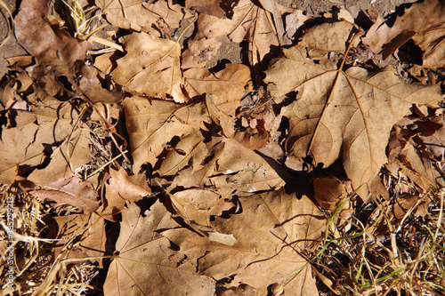 High angle close-up view of fallen dry plane leaves on the ground in autumn