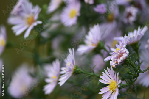 flowers in the garden