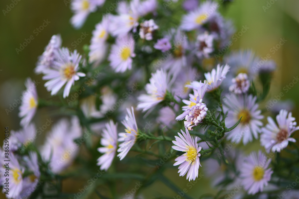 close-up lilac New Austrian aster in the autumn garden close-up lilac New Austrian aster in the autumn garden