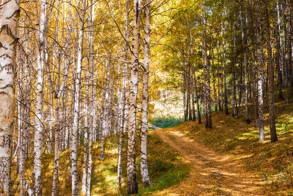 Fototapeta premium Autumn landscape. Beautiful birch trees. Walk in the birch forest. Natural background. Place to insert text.