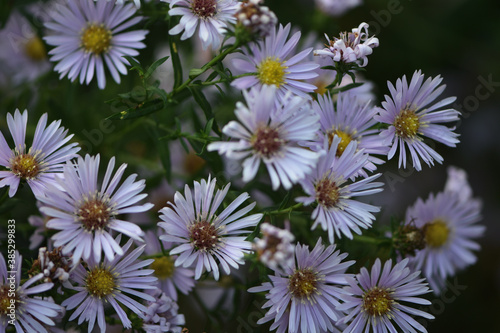 flowers in the garden