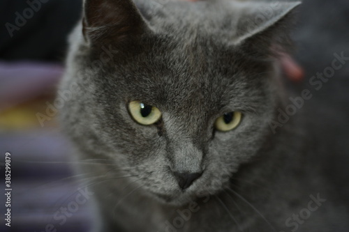 gray cat on a background of autumn