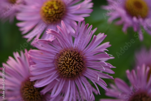  pink new belgian aster in the autumn garden