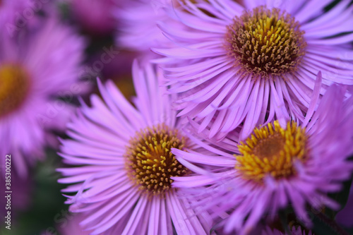 purple aster flower