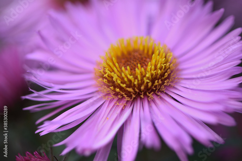 close-up of pink new belgian aster in the autumn garden