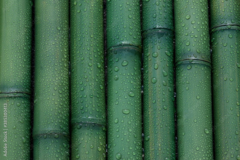 Fototapeta premium 竹