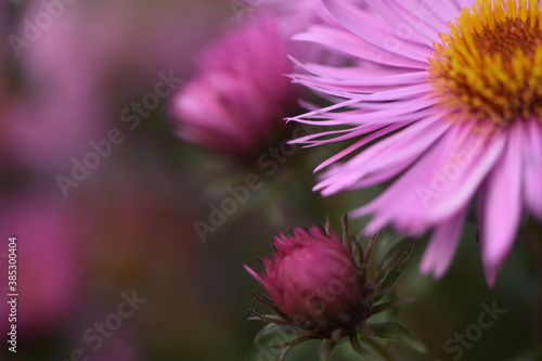Wallpaper Mural close-up of pink new belgian aster in the autumn garden Torontodigital.ca