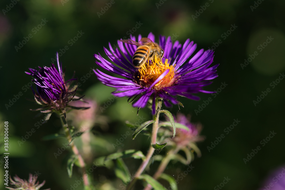 Biene auf lila blühender Aster im Herbst Biene auf lila blühender Aster im Herbst