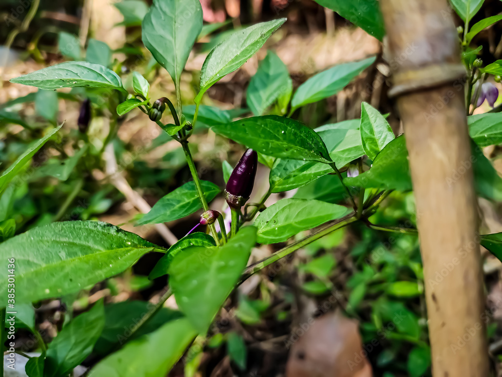 This is the purple chilli close-up macro shot in the daytime in the vegetable garden. This is the purple chilli close-up macro shot in the daytime in the vegetable garden.