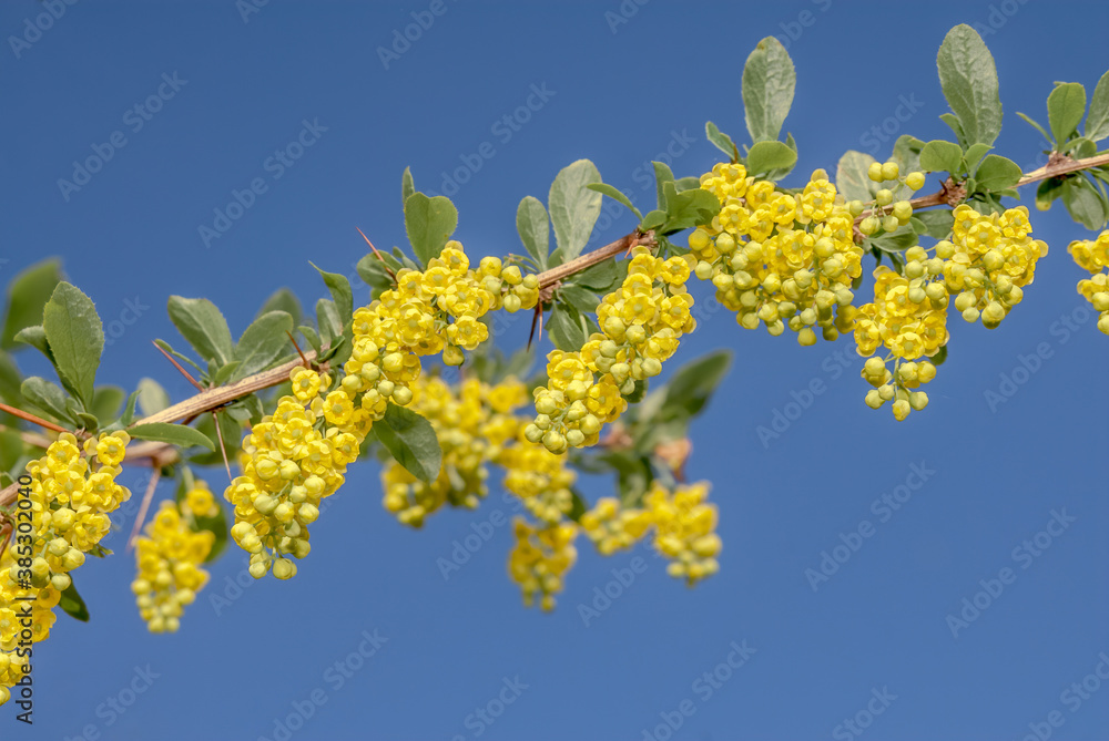 European Barberry (Berberis vulgaris) in garden European Barberry (Berberis vulgaris) in garden