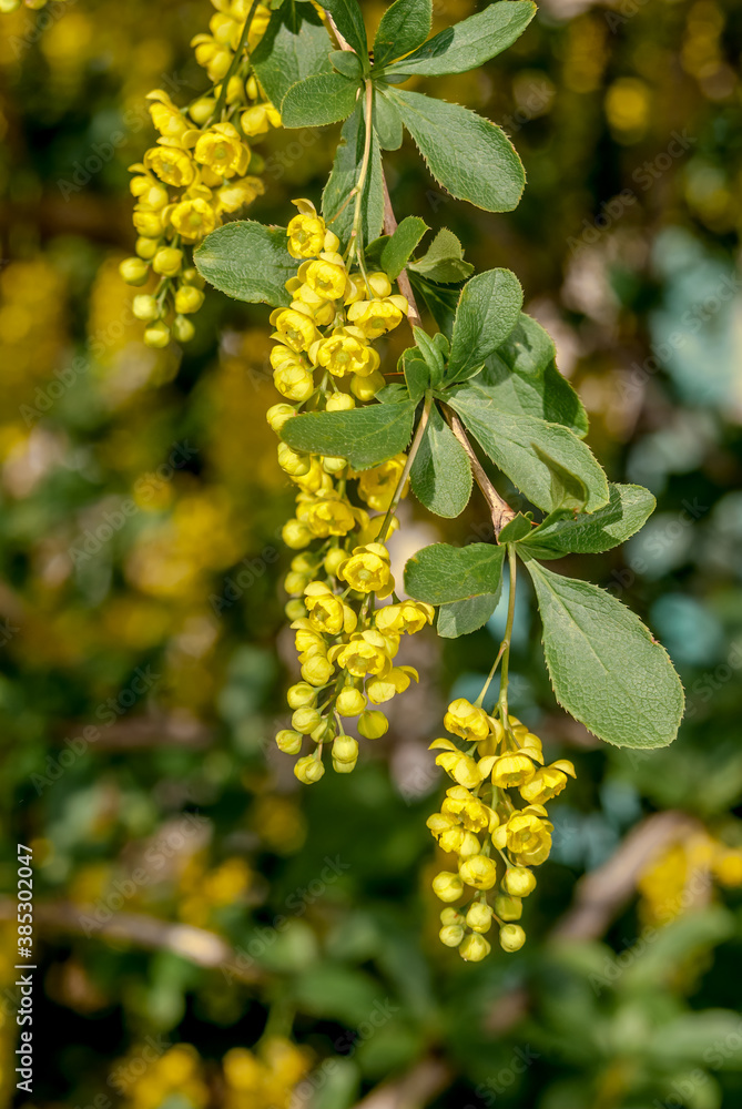 European Barberry (Berberis vulgaris) in garden European Barberry (Berberis vulgaris) in garden
