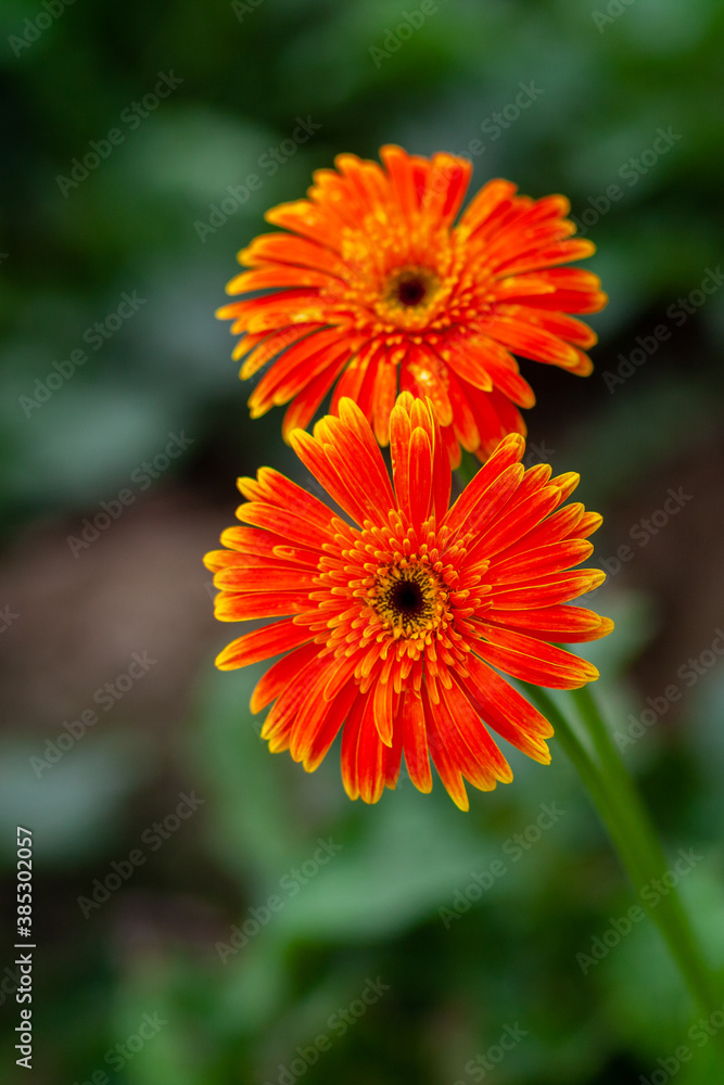 Two orange-yellow gerbera flower on green nature background. Two orange-yellow gerbera flower on green nature background.