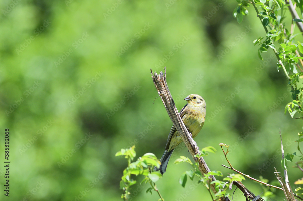 The yellowhammer sits on a branch and observes the surroundings on a sunny day