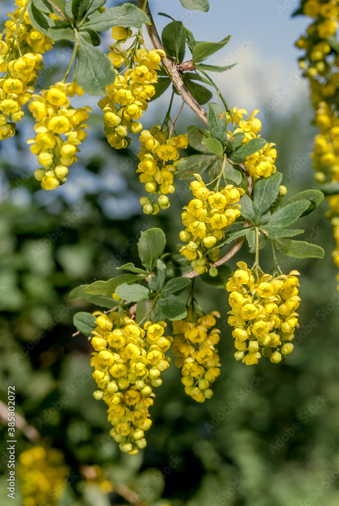 European Barberry (Berberis vulgaris) in garden European Barberry (Berberis vulgaris) in garden