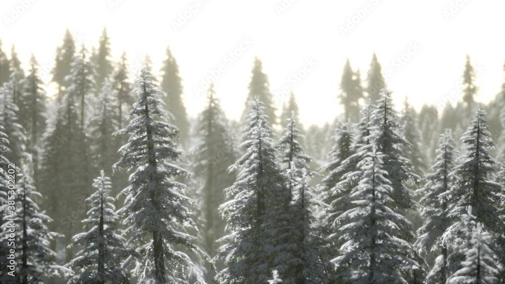 Aerial view of forest during cold winter morning Aerial view of forest during cold winter morning