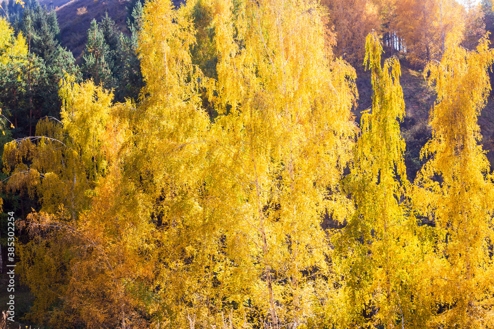 Autumn landscape. Beautiful birch trees. Walk in the birch forest. Natural background. Place to insert text. Autumn landscape. Beautiful birch trees. Walk in the birch forest. Natural background. Place to insert text.