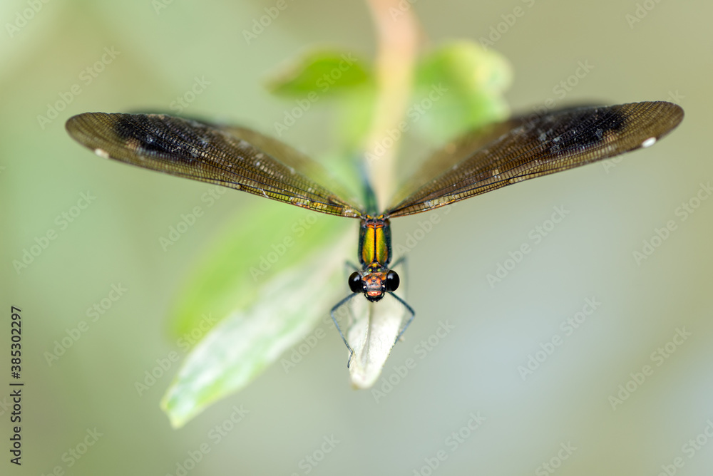 Beautiful damselfly Calopteryx splendens (female) sits on a blade of