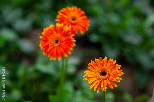 Two orange-yellow gerbera flower on green nature background.