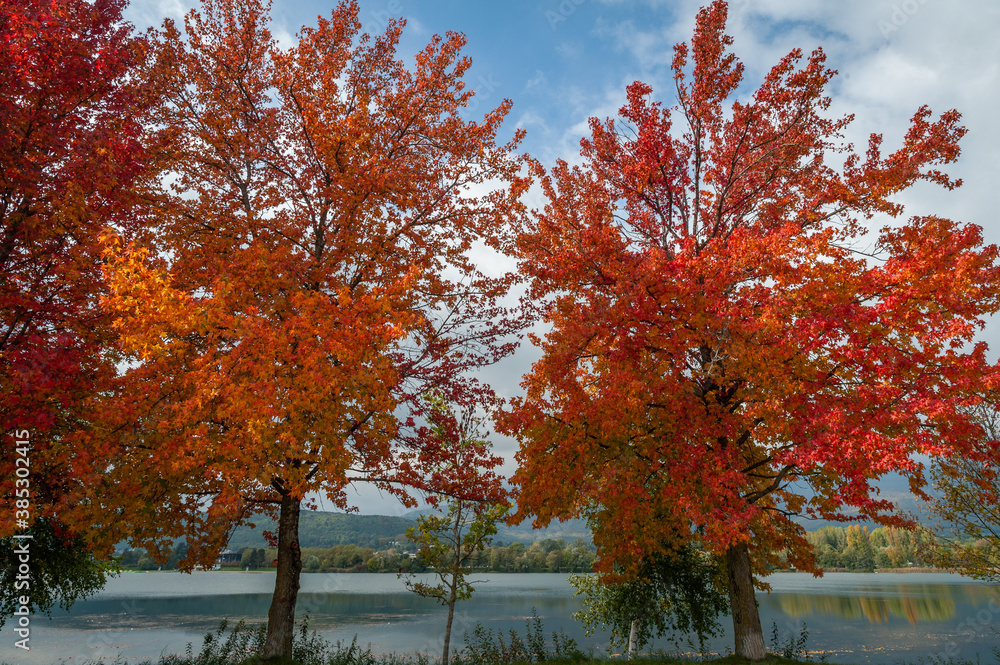 autumn trees in the park autumn trees in the park
