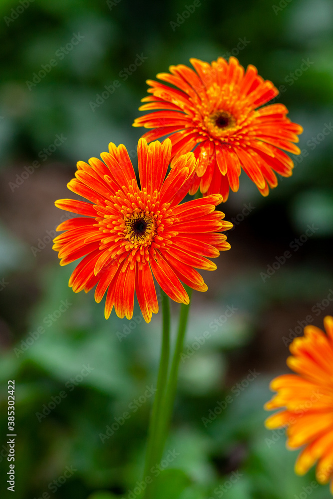 Two orange-yellow gerbera flower on green nature background. Two orange-yellow gerbera flower on green nature background.