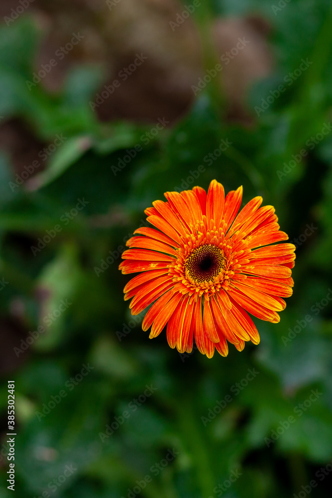 Two orange-yellow gerbera flower on green nature background. Two orange-yellow gerbera flower on green nature background.