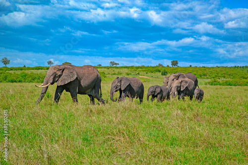 Breeding herd of elephants