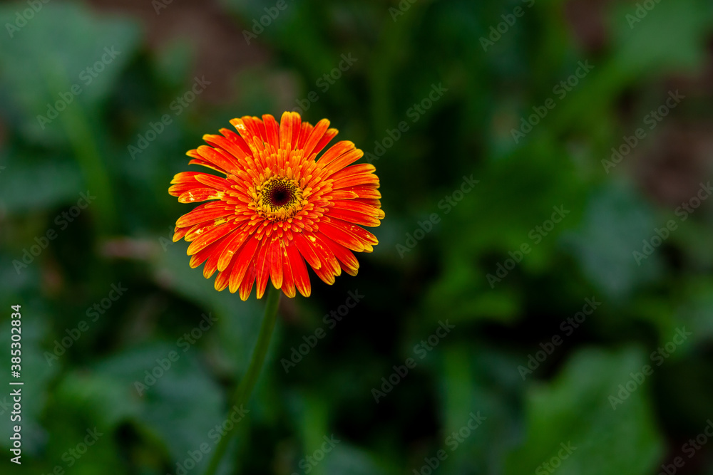 Two orange-yellow gerbera flower on green nature background. Two orange-yellow gerbera flower on green nature background.